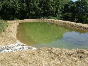 earthen pond for catfish farming in nigeria