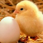 Start a Poultry Farm in Nigeria