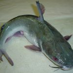 how to start catfish farming in Nigeria
