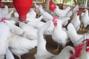poultry farm in Nigeria