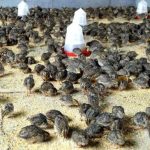 starting quail farming business in nigeria