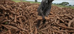 cassava farming business plan in nigeria