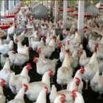 poultry farming in nigeria