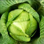 cabbage farming in nigeria