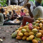 cocoa farming processing business plan in nigeria