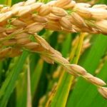 rice farming & processing business plan in nigeria