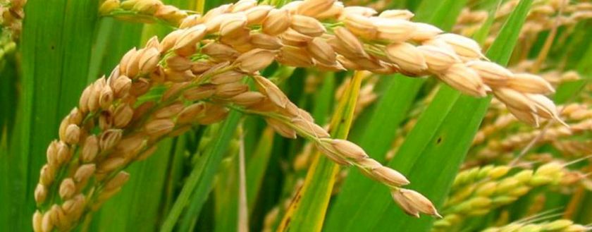 rice processing business plan in nigeria pdf