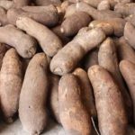 yam production business plan in nigeria