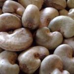 cashew nut processing business plan in nigeria