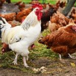 feasibility study on poultry farming in nigeria