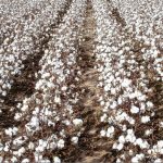 cotton farming business plan in nigeria