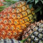 sample pineapple farming business plan in nigeria