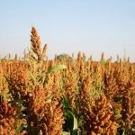 sample sorghum farming business plan in nigeria