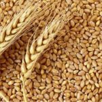 wheat farming business plan in nigeria
