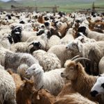 updated sheep farming business plan in nigeria